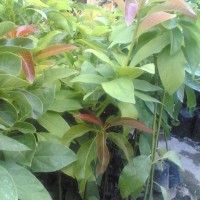 Bibit alpukat super jumbo