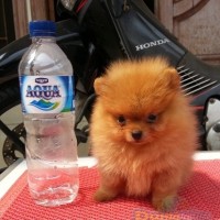 Jual Mini Pom Anjing Di Kota Semarang Harga Terbaru 2020 Tokopedia