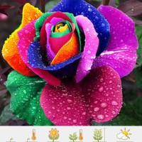 Jual Benih Biji Mawar rainbow rose colorfull bunga pelangi s Diskon Murah