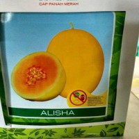 Jual Benih Melon Alisha 400s Murah