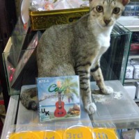 Jual Senar Ukulele Caye Import Murah