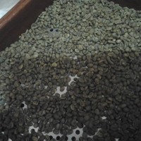 Jual Kopi Biji Toraja Sapan Murah