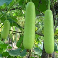 Jual 2 Biji Benih Labu Air RUMA F1 Murah
