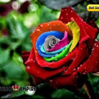 Jual Benih Mawar Mystic Rainbow Rose (Import) Murah
