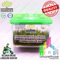 Jual MINI TERRARIUM GARDEN Benih Wheat Grass 100gr Siap Tanam Rumput Gandum Murah
