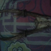 Jual di mahar kan tanduk rusa berumur 100thn lebih Murah