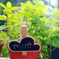 Jual Mini Chalkboard-Papan Tulis Mini Penanda Tanaman-Awan Murah