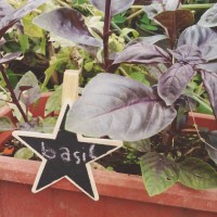 Jual Mini Chalkboard-Papan Tulis Mini Penanda Tanaman-Bintang Murah