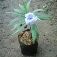 Jual Jual Tanaman Hias Ruellia Mini Murah