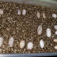 Jual Leopard Gecko (Telor) Murah