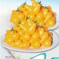 Jual Benih Tomat Tiny Pear / Tiny Pear Tomato (Import) TERMURAH Murah