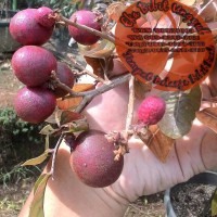 Jual Bibit Buah Kelengkeng Merah/Ruby Longan Termurah Eka Bibit Unggul Murah