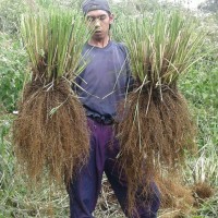 50 ml - minyak atsiri akar wangi / vetiver essential oil