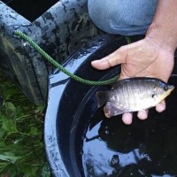Bibit ikan gurame soang