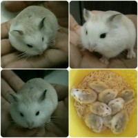 Jual ( GO-JEK Only ) HAMSTER ROBOROVSKI | NORMAL & WHITE FACE Murah