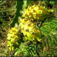 bibit tanaman buah naga kuning