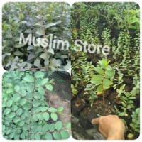 Jual Bibit pohon bidara arab/sidr untuk ruqyah uk 20-30 cm Murah