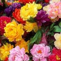 Jual 15 Biji Benih Bunga Peony paeonia lactiflora Mixed