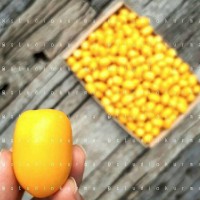 Jual RUTHOB RUTHAB - KURMA MUDA KUNING (250 GRAM) Murah