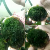 Jual Tanaman aquascape moss pelia di batu Murah
