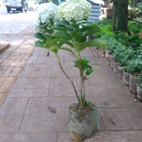 Jual Pohon Panca Warna Murah