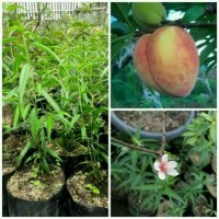 Bibit buah persik( peach/prunus persia)