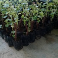 Jual Bibit anggur merah/hijau/hitam Murah