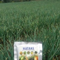 Jual PENYUBUR+OBAT ANTI JAMUR HATAKE (FROM JAPAN) Murah