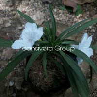 Jual Tanaman Bunga Ruellia Putih / Rawelia Mini Murah
