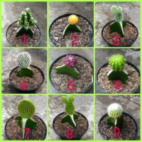 Jual kaktus mini warna warni Murah