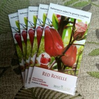 PROMO Benih Bibit Herbal Bunga Rosela Merah RED ROSELLE Herb TERMURAH