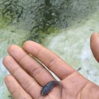 Bibit ikan lele (Sangkuriang)