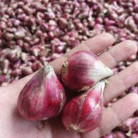 Jual Bawang Merah Super Murah