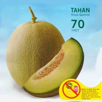 Jual Benih Bibit Melon Hijau Gracia F1 TAhan Virus Murah