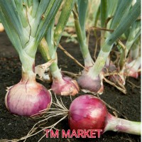 benih dan bibit bawang merah tuk tuk