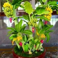 Biji Benih Bibit Tanaman Pisang mini Bonsai / pupuk / Sayur / obat hp