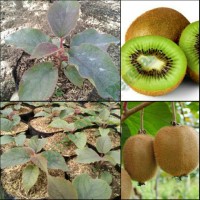Jual Bibit Tanaman Buah Kiwi 1paket (2 pohon) Murah
