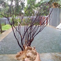 Jual Pohon Akar Bahar Murah