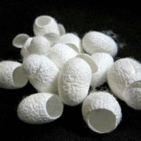 Jual FACIAL KEPOMPONG SUTRA GRADE A Murah