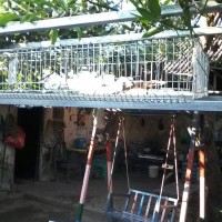 Kandang puyu dan ayam petelur harga paling murah