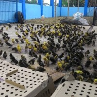 BIBIT BEBEK HIBRIDA (DOD)