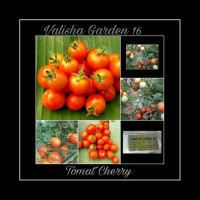 Jual Bibit Tomat Cherry F-1 Hybrid Murah