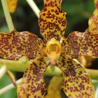 benih/biji/bibit anggrek Macan ( Grammatophyllum Specio easy to grow