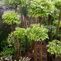 bonsai anting putri / tanaman hias / bunga