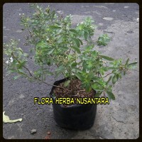 Jual Bibit Tanaman Stevia Si Manis Pengganti Gula Tebu Murah