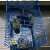 Jual Kandang Kucing Burung Kelinci Hamster Size M Murah