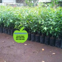 BIBIT CENGKEH UNGGULAN