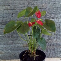 Jual Tanaman Mickey Mouse Mini, Pohon Miki Mouse, Miky Mouse, Anthurium Murah