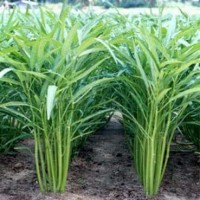 biji benih tanaman sayuran kangkung rujit