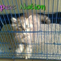 Jual kandang kucing / kelinci/burung/SG/hamster Size M Murah